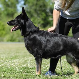 Nemi - German Shepherd