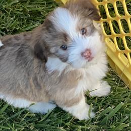 Havanese Puppies from Happy Havanese Gems