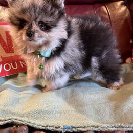 Merle Boy - Blue merle male Pomeranian puppy in Tyler, Texas from Aukland’s Poms