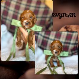 Rhyman - Red  male Goldendoodle puppy in New Harmony, Indiana from Cottonwood Farms