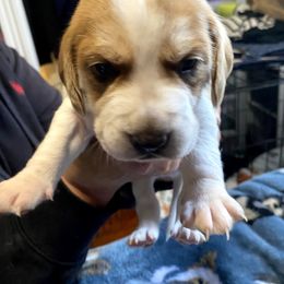 Beagle Puppies from Amanda Nitsa Oz