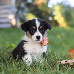 Josie - Black and tan female Pembroke Welsh Corgi puppy in Sugarcreek, Ohio from Admar Canines