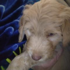 Labradoodle Puppies from Hills labradoodles
