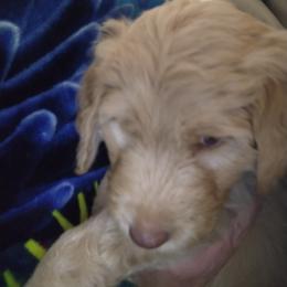 Labradoodle Puppies from Hills labradoodles