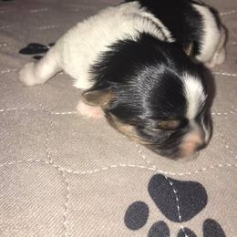 Biewer Terrier Puppies from Stoll'n Kisses Biewers