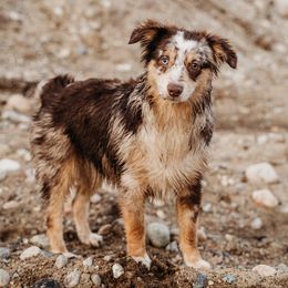 Marbles - Toy Australian Shepherd