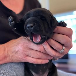 Labrador Retrievers from Truffle Labs LLC