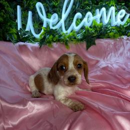Lindsey - Piebald female Dachshund puppy in Lake City, Florida from My Ditzy Doxies of Florida