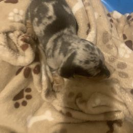 Dachshund Puppies from Thedachhouse