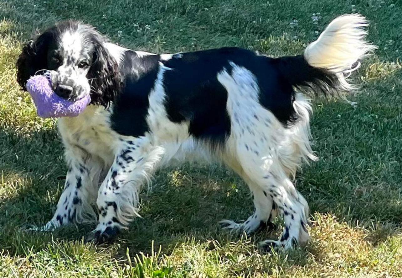 Zena