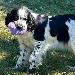 Zena - English Springer Spaniel