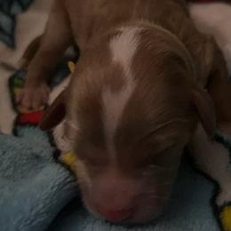 Remi  (Reserved) - Apricot male Goldendoodle puppy in Cumberland, Rhode Island from minigoldendoodlesofRI