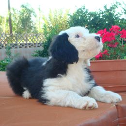 Old English Sheepdog Puppies from Wild-n-Woolly Old English Sheepdogs