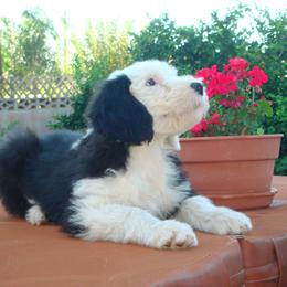 Old English Sheepdog Puppies from Wild-n-Woolly Old English Sheepdogs