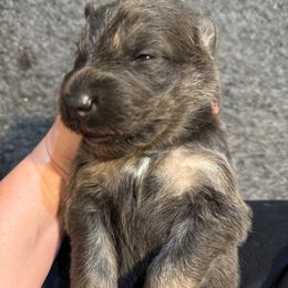 Pugsley- Black Collar - Blue male German Shepherd puppy in Barnhart, Missouri from Combat Creek German Shepherds