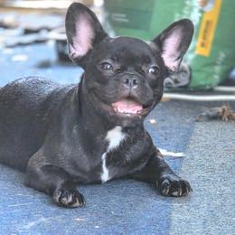 Cindy - Brindle female French Bulldog puppy in Capitol Heights, Maryland from Heritage Bully Co.