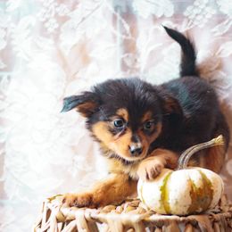 Dragon - Black tri female Miniature American Shepherd puppy in Olive Hill, Kentucky from SaturnMoon MAS & BC