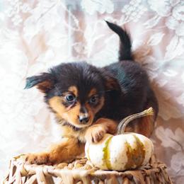 Dragon - Black tri female Miniature American Shepherd puppy in Olive Hill, Kentucky from SaturnMoon MAS & BC
