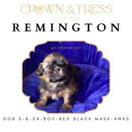 Shih Tzu Puppies from Crown & Tress Shih Tzu
