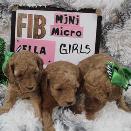 Goldendoodle and Poodle Puppies from Partridge Doodles and Poodles