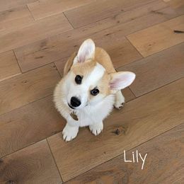 Pembroke Welsh Corgi Puppies from Cattal Corgis