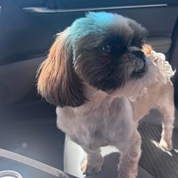Ivonna - Tricolor female Shih Tzu puppy in Avondale, Arizona from Riley Family Shih Tzus