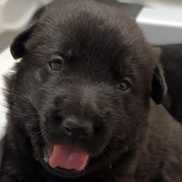 Boy 1 - male German Shepherd puppy in Sheridan, Oregon from Shadow Wraith German Shepherds