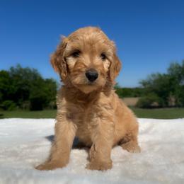 Eugene - Apricot male Goldendoodle puppy in Osage City, Kansas from Golden Ridge Goldens