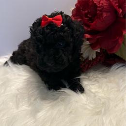 Bella - Black female Poodle puppy in Lakeland, Florida from Blessed Beginnings Puppies