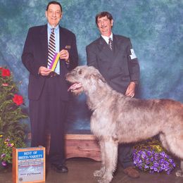 Irish Wolfhound All Grown Up from Cu Caiseal Irish Wolfhounds