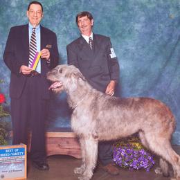 Irish Wolfhound All Grown Up from Cu Caiseal Irish Wolfhounds