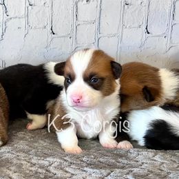 Pembroke Welsh Corgi Puppies from K3 Corgis