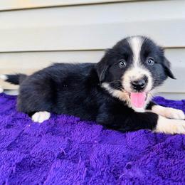 Onyx - Black & white male Australian Shepherd puppy in Charlotte, North Carolina from Awesome Aussies
