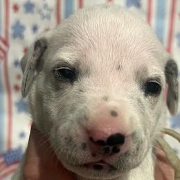 Crunch - White and black male Dalmatian puppy in Austin, Texas from Dazzling Dalz