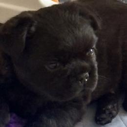 French Bulldogs from EG Bullies
