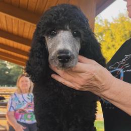 Slyvie (light pink collar) - Silver female Poodle puppy in Batavia, Ohio from The Livezey Standard-CKCS and Standard Poodles