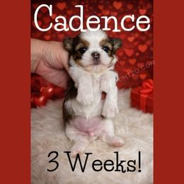 Cadence - Gold and white female Shih Tzu puppy in Hayden, Idaho from Phoenix Shih Tzu