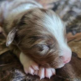 Thistle - Red merle male Miniature Australian Shepherd puppy in Paris, Texas from Blue Envy Mini Aussies