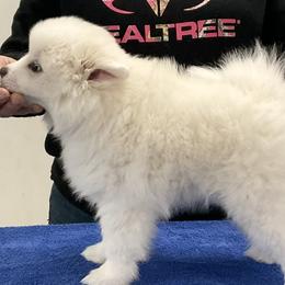 American Eskimo Dogs from Graces'