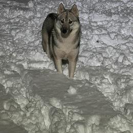 Whisper - Siberian Husky