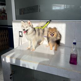 Soufflé - Pomsky