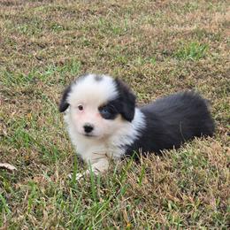 3 white collar girl - Black and tan female Pembroke Welsh Corgi puppy in Harrisburg, Illinois from Parish Corgis
