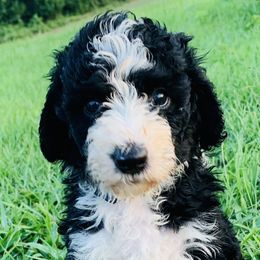Bernedoodles and Goldendoodles from Four Kids’ Farms, LLC