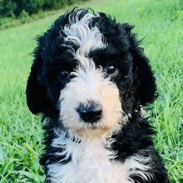 Bernedoodles and Goldendoodles from Four Kids’ Farms, LLC