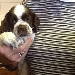 Cocker Spaniels from Diane Matthews' Cocker Spaniels