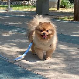 Jupiter - Orange sable male Pomeranian puppy in Los Angeles, California from Lucky Poms of LA