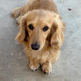 Zion - Dachshund