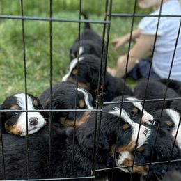 Bernese Mountain Dogs from Steinhaus Dogs