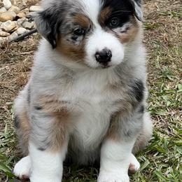 Jubilee - Blue merle female Australian Shepherd puppy in Magee, Mississippi from Paint ByNumbers Ranch