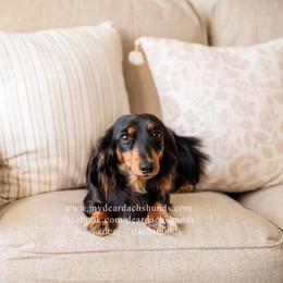 Nola - Dachshund